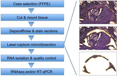 Know Thy Model: Charting Molecular Homology in Stromal Reprogramming Between Canine and Human Mammary Tumors